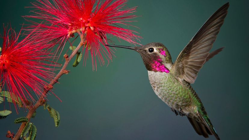 Hummingbird