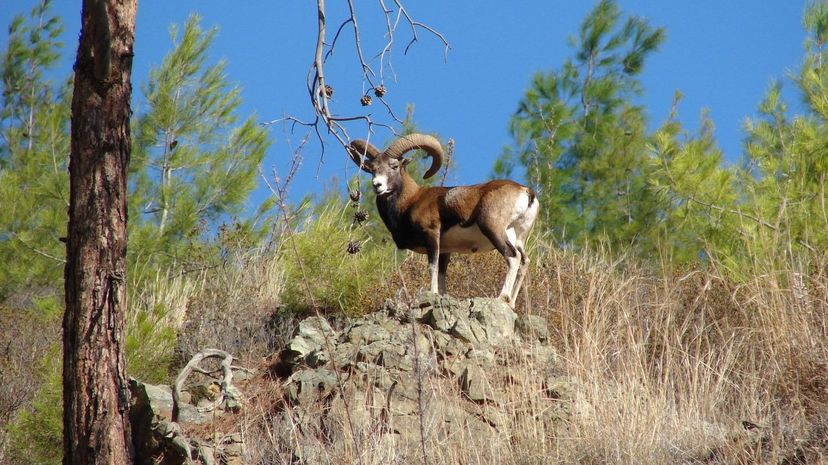 Cypriot Mouflon