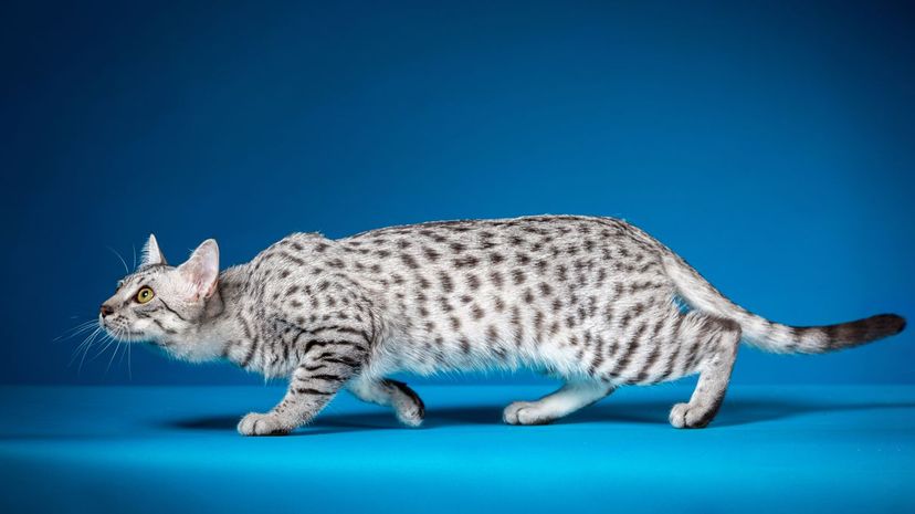 Egyptian Mau