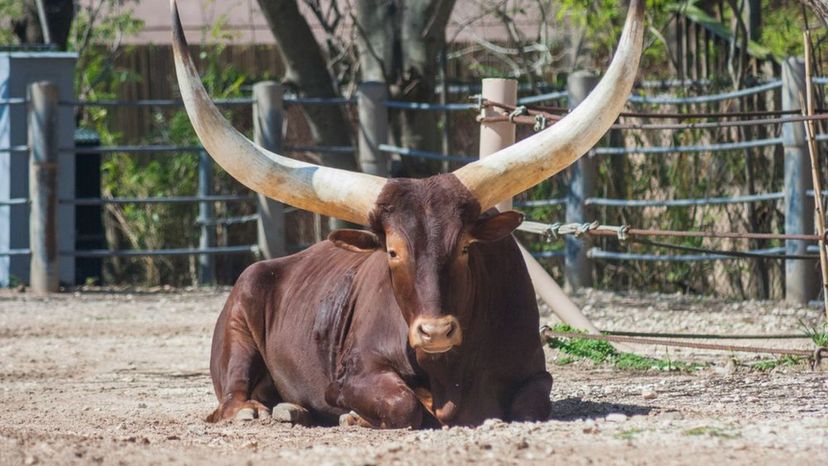 Ankole Watusi