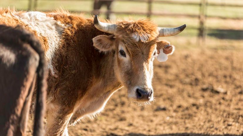 Shorthorn