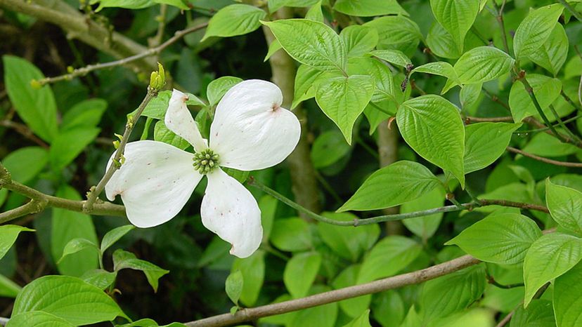 Flowering Dogwood