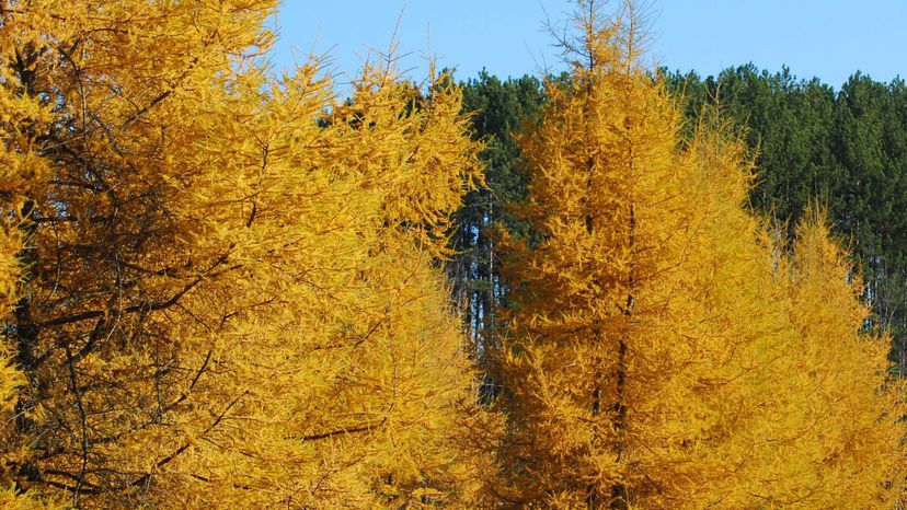 17 10_31_2008_Stand_of_Tamarack