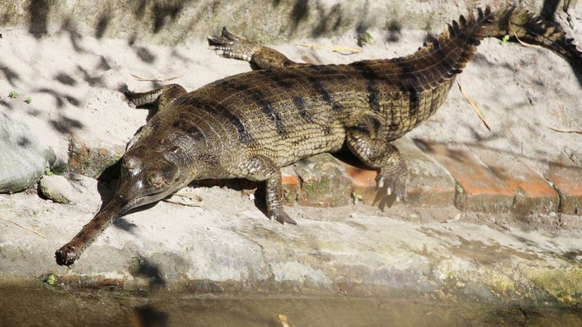 Gharial