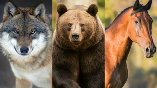 Which Animal Represents Your Primary Instincts?