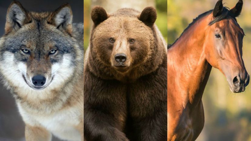 Which Animal Represents Your Primary Instincts?