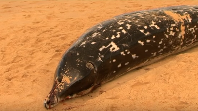 Andrew's beaked whale