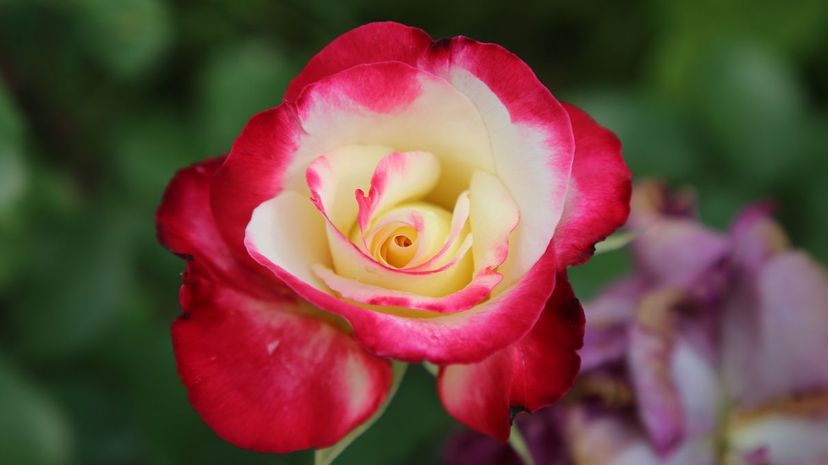 What Color Rose Represents Your Soul 2
