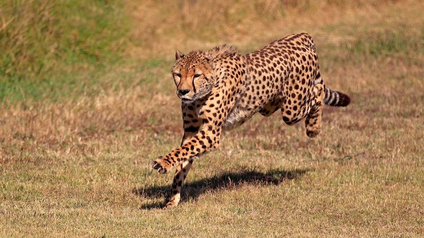 19 Cheetah GettyImages-163224135