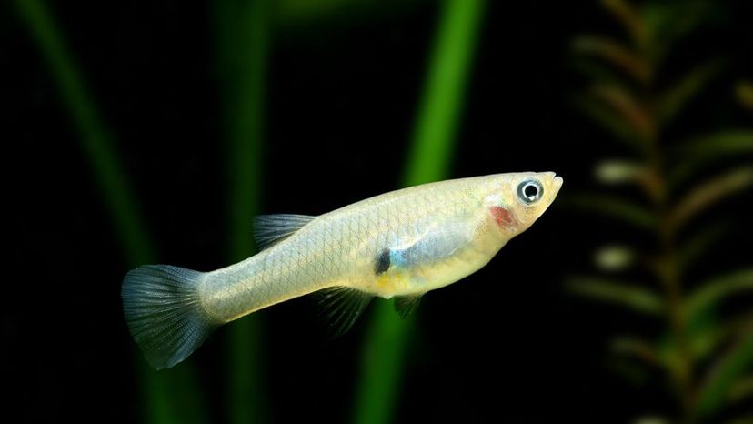 Mosquitofish