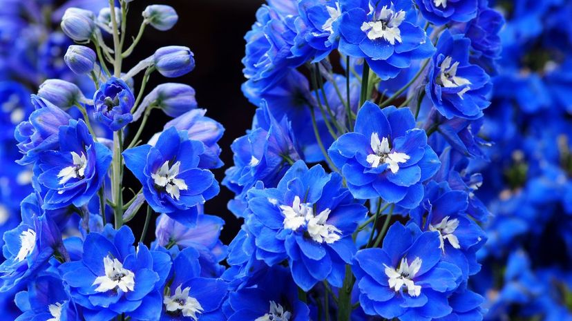 Delphinium