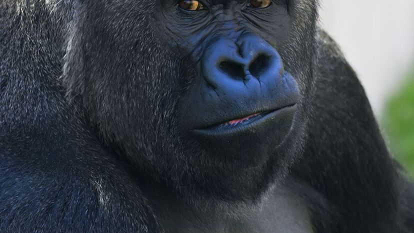 Gorilla