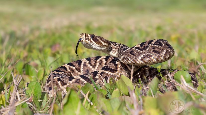 Eastern diamondback rattlesnake