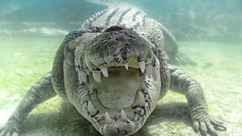 Saltwater crocodile