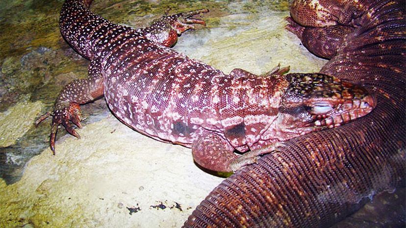 Red Tegu