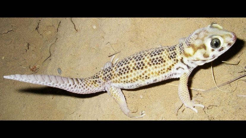 Frog-Eyed Gecko