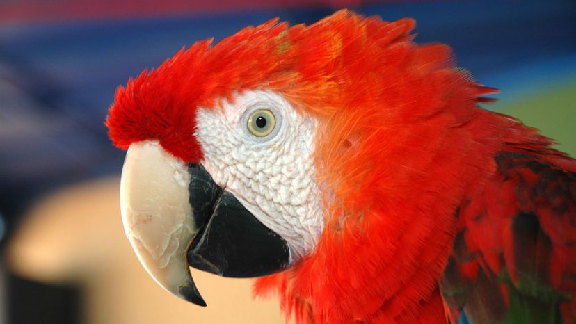 Scarlet Macaw