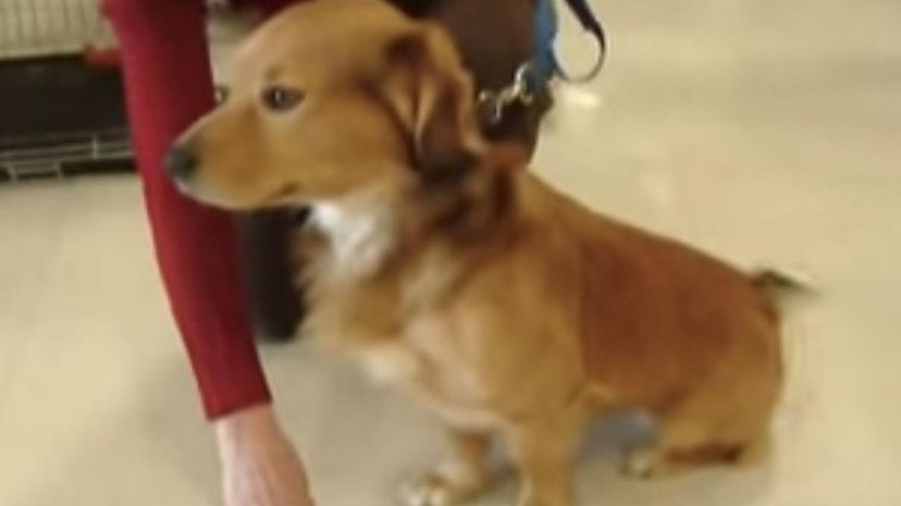 金毛猎犬＂border=