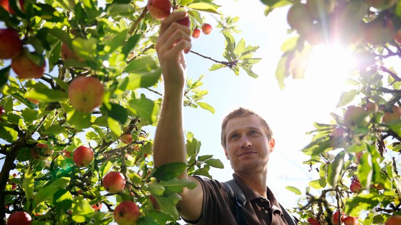 Fruit farmer