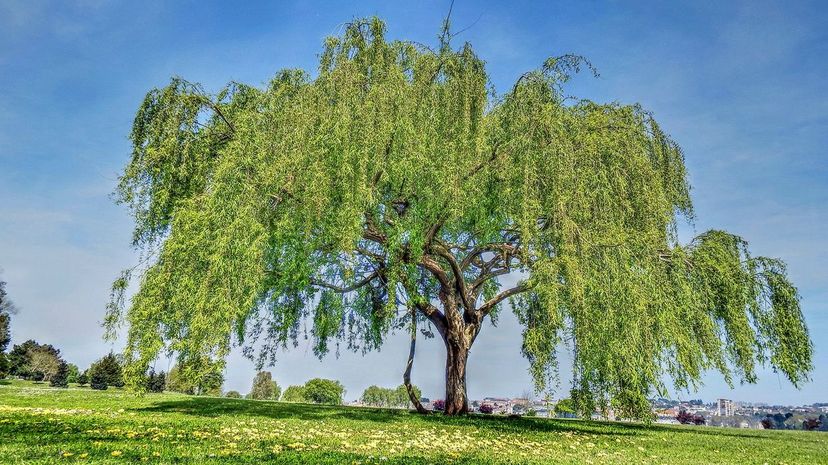 6 Weeping Willow GettyImages-666747504