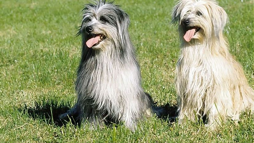 Pyrenean Shepherd