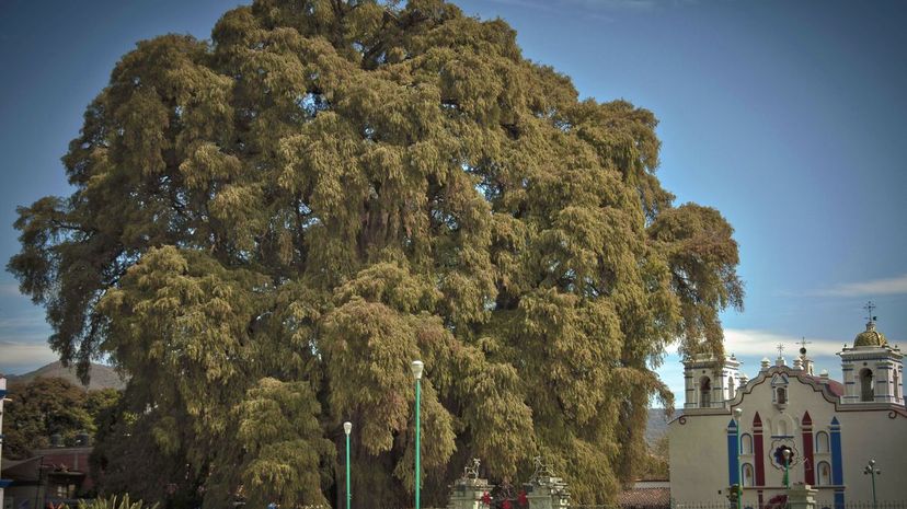 28 Ã¡rbol del tule