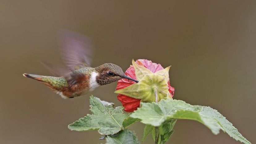 Hummingbirds