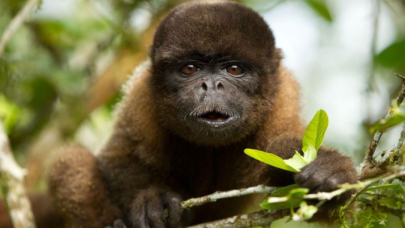 Woolly monkey