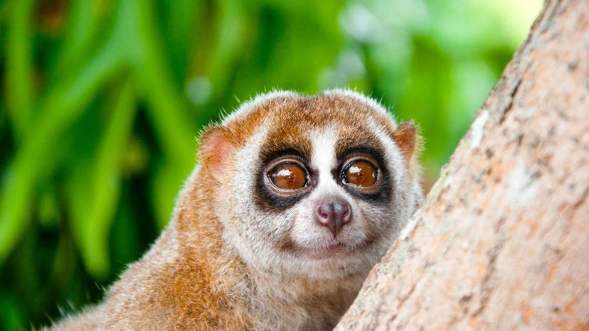 Slow Loris