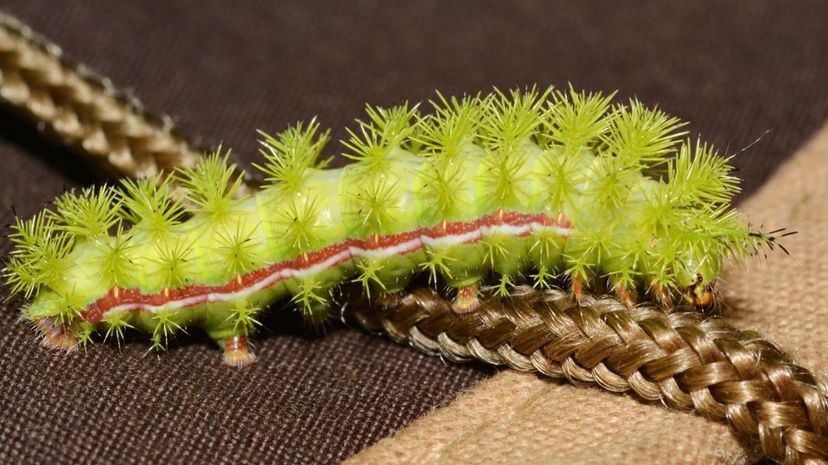 Io Moth Caterpillar