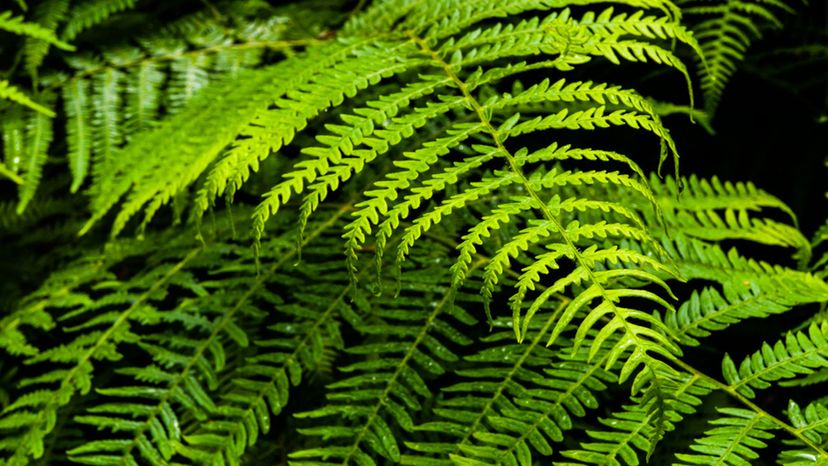 Bracken Fern