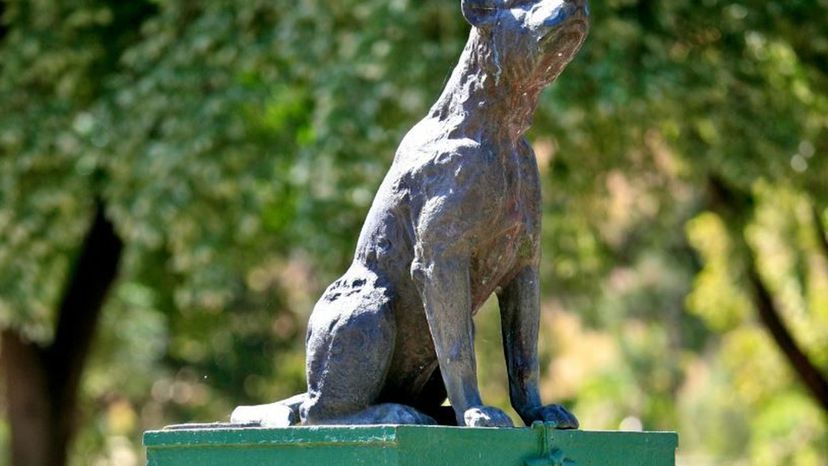 Dog on the Tuckerbox