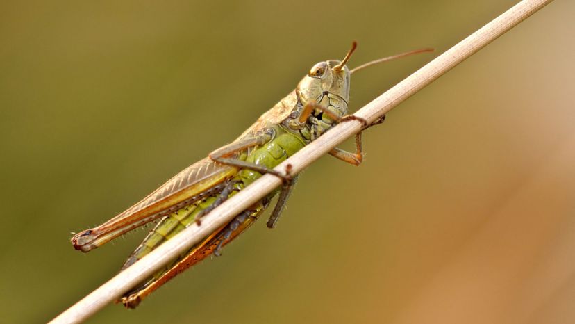 Locust Do You Know Which Phylum These Animals Belong To 8