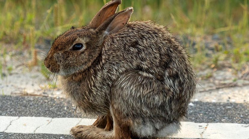 Cottontail Rabbits