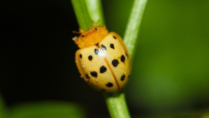 Mexican Bean Beetle