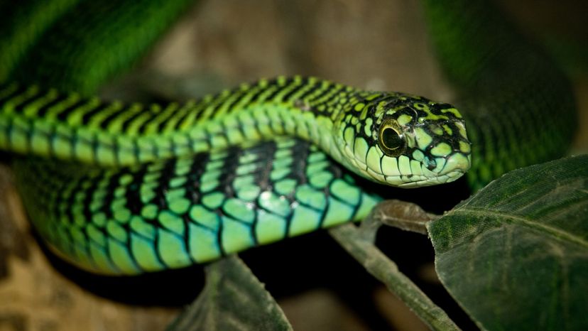 Boomslang