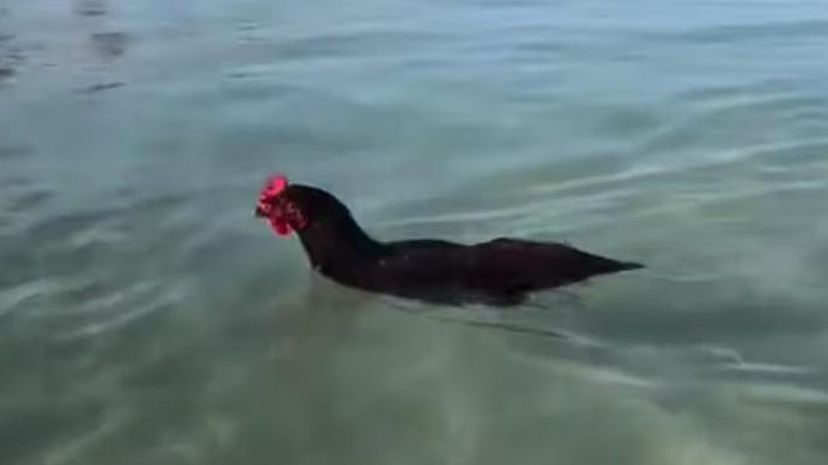 Chicken Swim