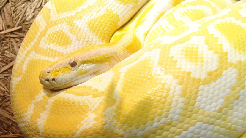 Burmese python