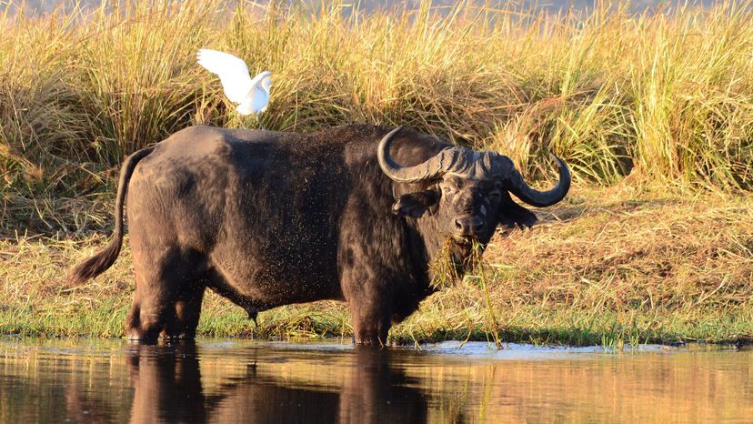 Cape buffalo