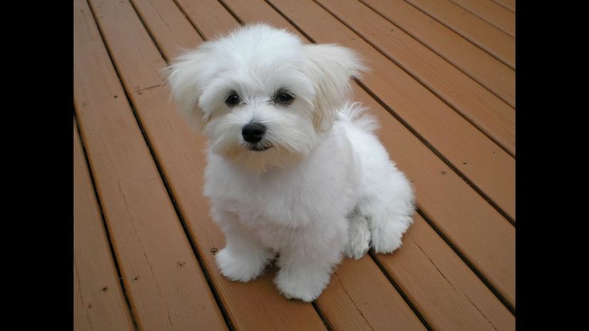 Maltese