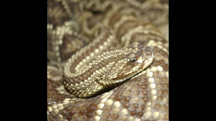 27 Guyana Rattlesnake Crotalus durissus