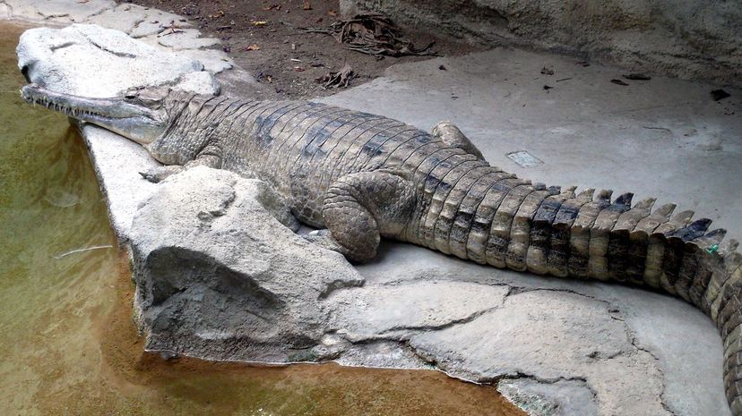 Tomistoma