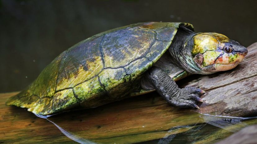 Big-Headed Turtle