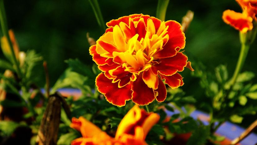 yellow and red marigold