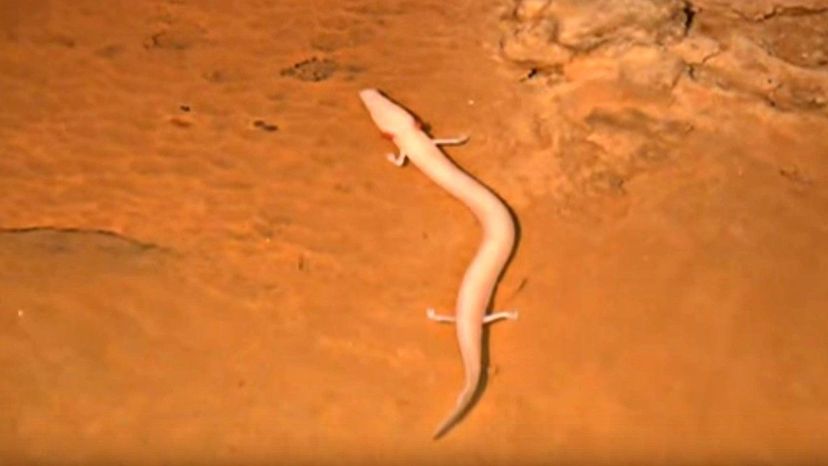 Olm