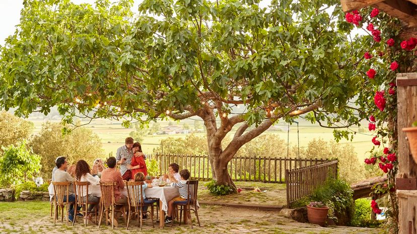 25 Large tree on property