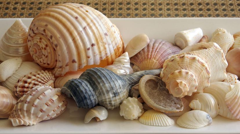 Seashells