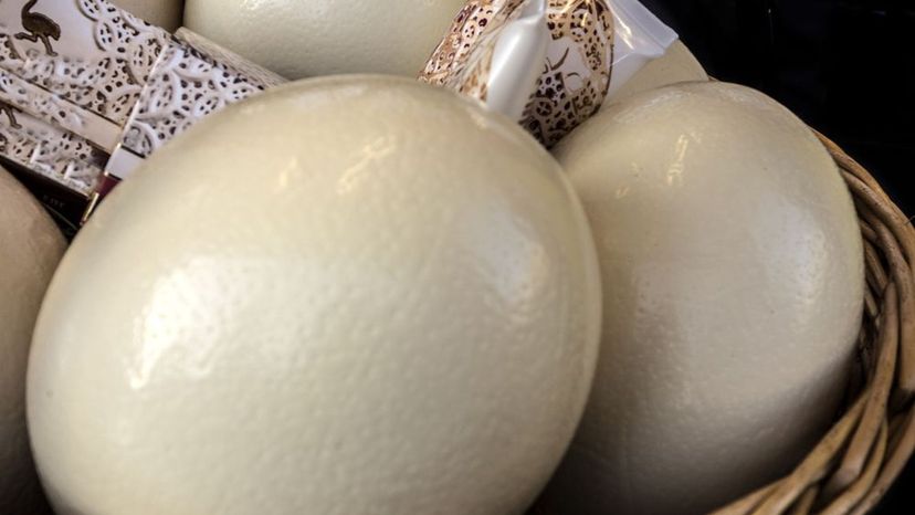 Do You Know Which Animal Will Hatch From This Egg?