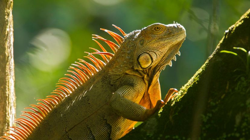 Green iguana