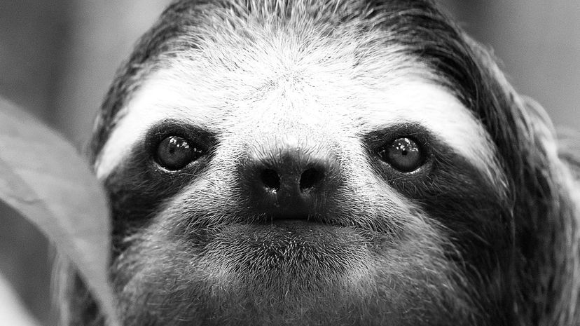 Sloth